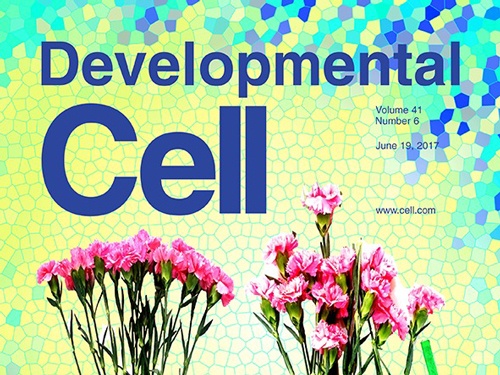 Cover: Developmental Cell, June 2017
