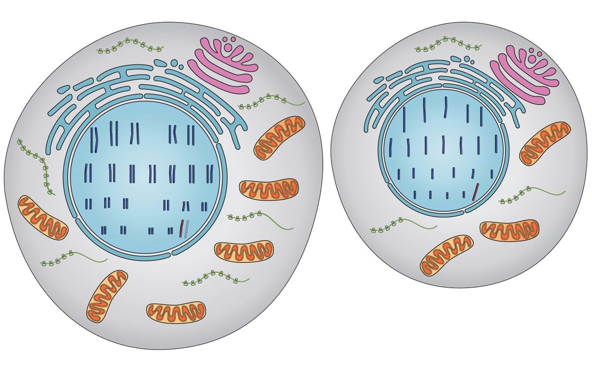 Diploid cell and haploid cell