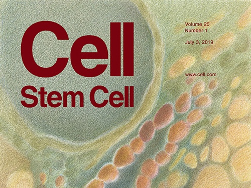 Cell / Stem Cell cover - July 3, 2019