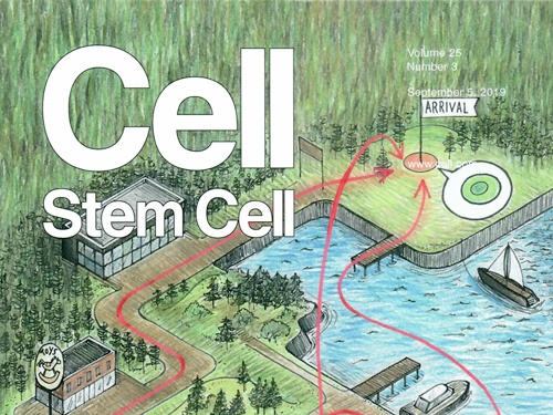 Cell / Stem Cell cover - September 2019